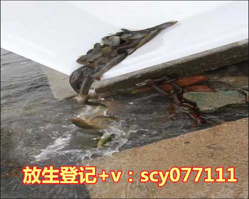 探索心灵之旅:法师亲述《太上感应篇》在澳洲的精彩讲座(2000年)