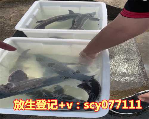 跨越真实与戏谑的边界:持杯渡水的奇幻之旅