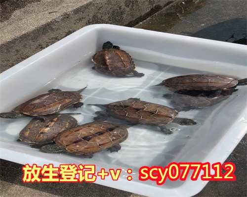 小龙虾如何放生，如何看待放生就是放死