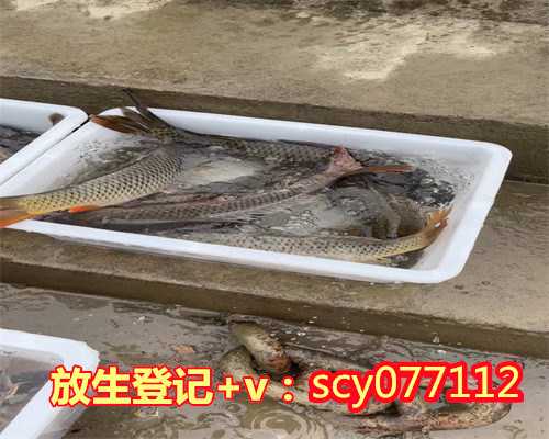 芜湖全国放生护生，芜湖放生一般是什么田螺，芜湖放生鱼的地方