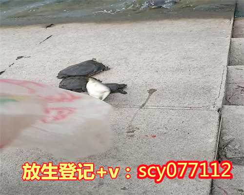 深圳允许放生的水域有哪些鱼类，慈悲喜舍·仁悟法师工笔观音画像展在深圳菩