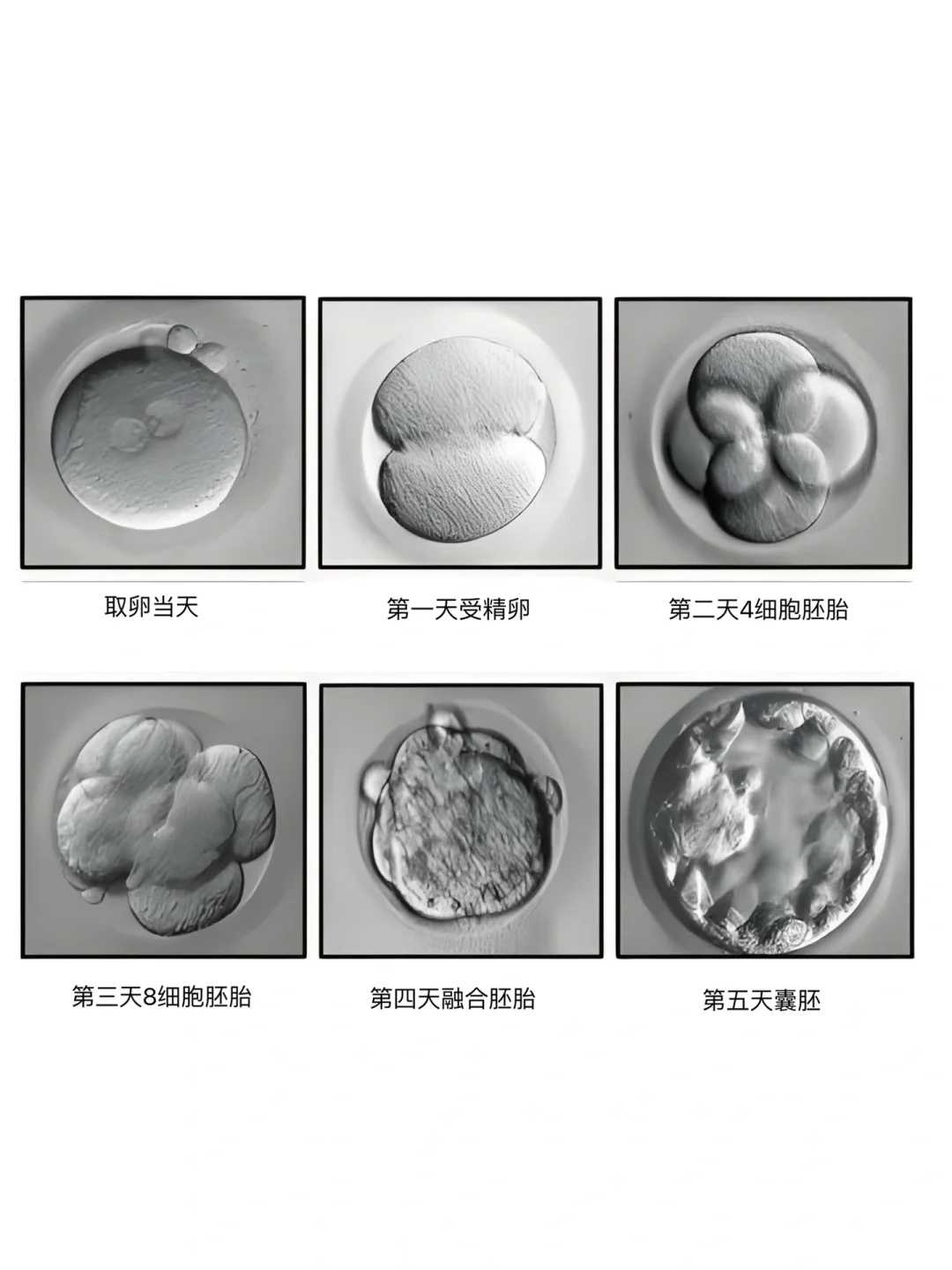 放生组织联系方式_印祖故事：法师撰写募缘疏，佛会赎迁放生鱼