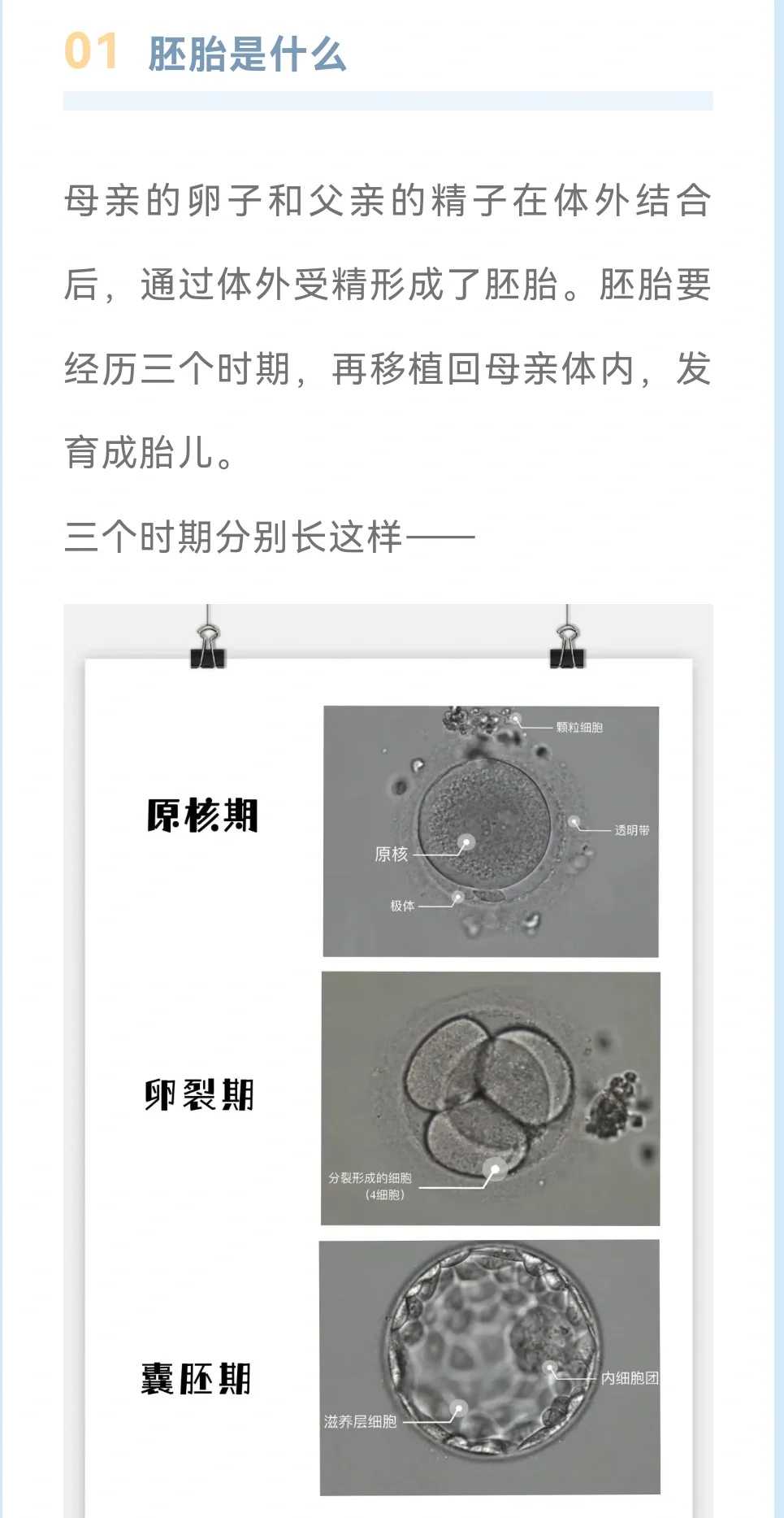 武汉放生法事怎么做,武汉代放生乌龟前要说,武汉适合放生的海鱼