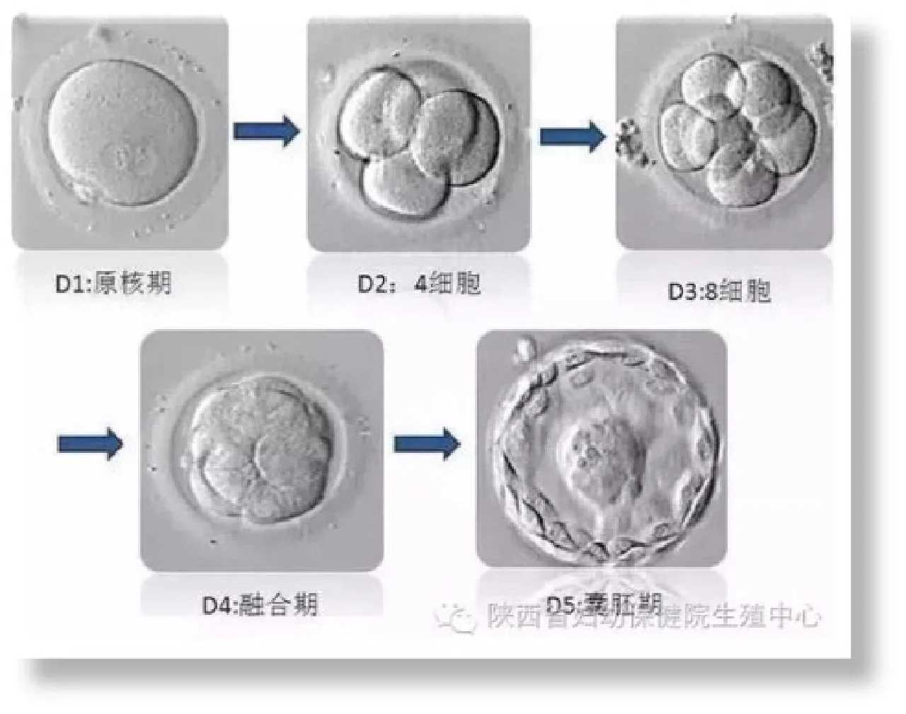 放生步骤四川放生的功德和福报感应【放生鱼什么地方最好】