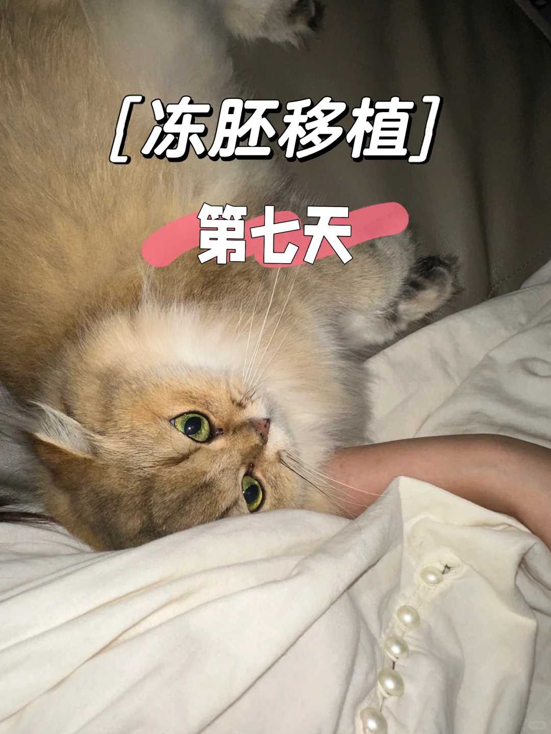 香港放生的方法，香港哪里允许放生黄鳝，2022最佳放生时间