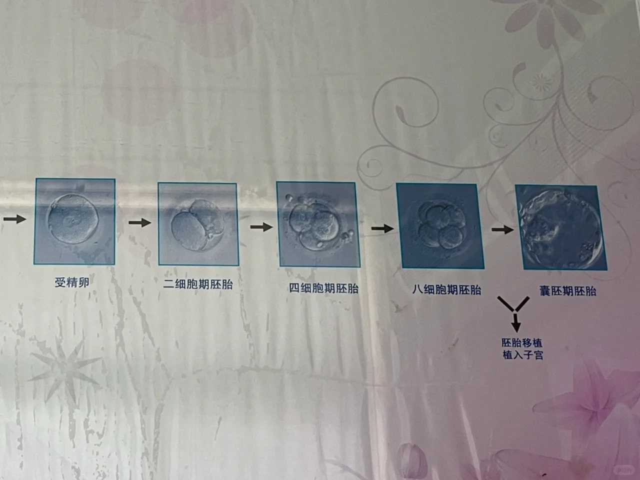 大连放生龟，什么才是真正的放生?