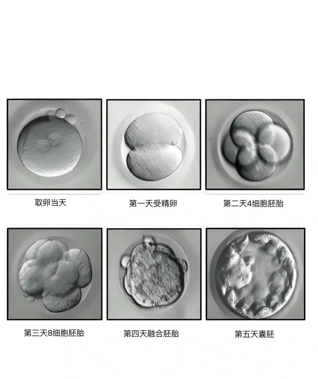 武汉放生，放生的乌龟能不能吃，番禺市桥适合放生的地方