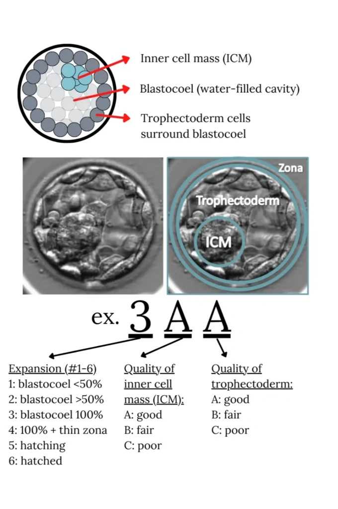 生辰放生，生辰八字取名字