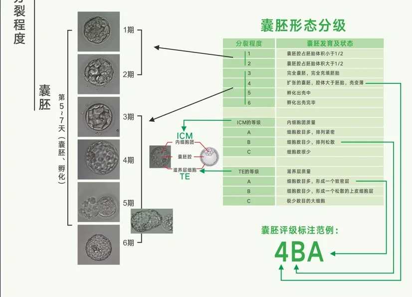 肇庆爱心放生,肇庆放生为什么要吐口水的原因呢,肇庆人工养甲鱼放生能活不