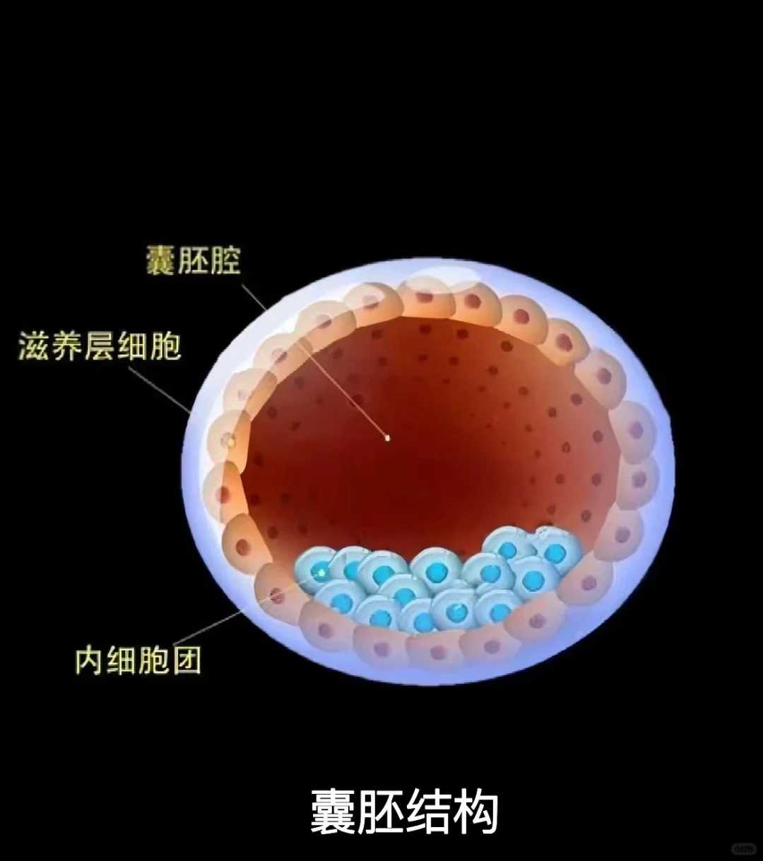 武汉哪有野生动物买来放生的地方，上海东海慈慧公益基金会继续向武汉等地支