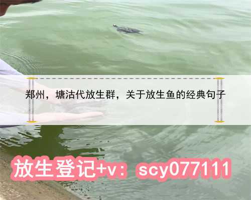 郑州，塘沽代放生群，关于放生鱼的经典句子